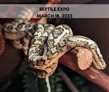 NEPA Reptile Expo March 18 2023 Scranton Electric City