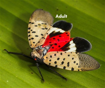 Spotted lanternfly adult phase