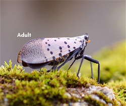 Adult Spotted Lanternfly