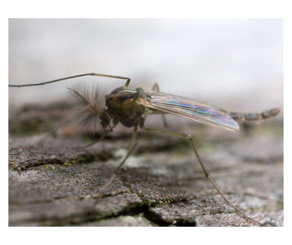 Springtime Bug Swarm: Non-Biting Midges at Lake Wallenpaupack