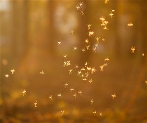 Springtime Bug Swarm: Non-Biting Midges at Lake Wallenpaupack