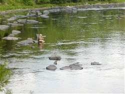 Flyfishing on the Lackawaxen River