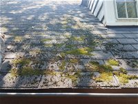 Moss on Roof